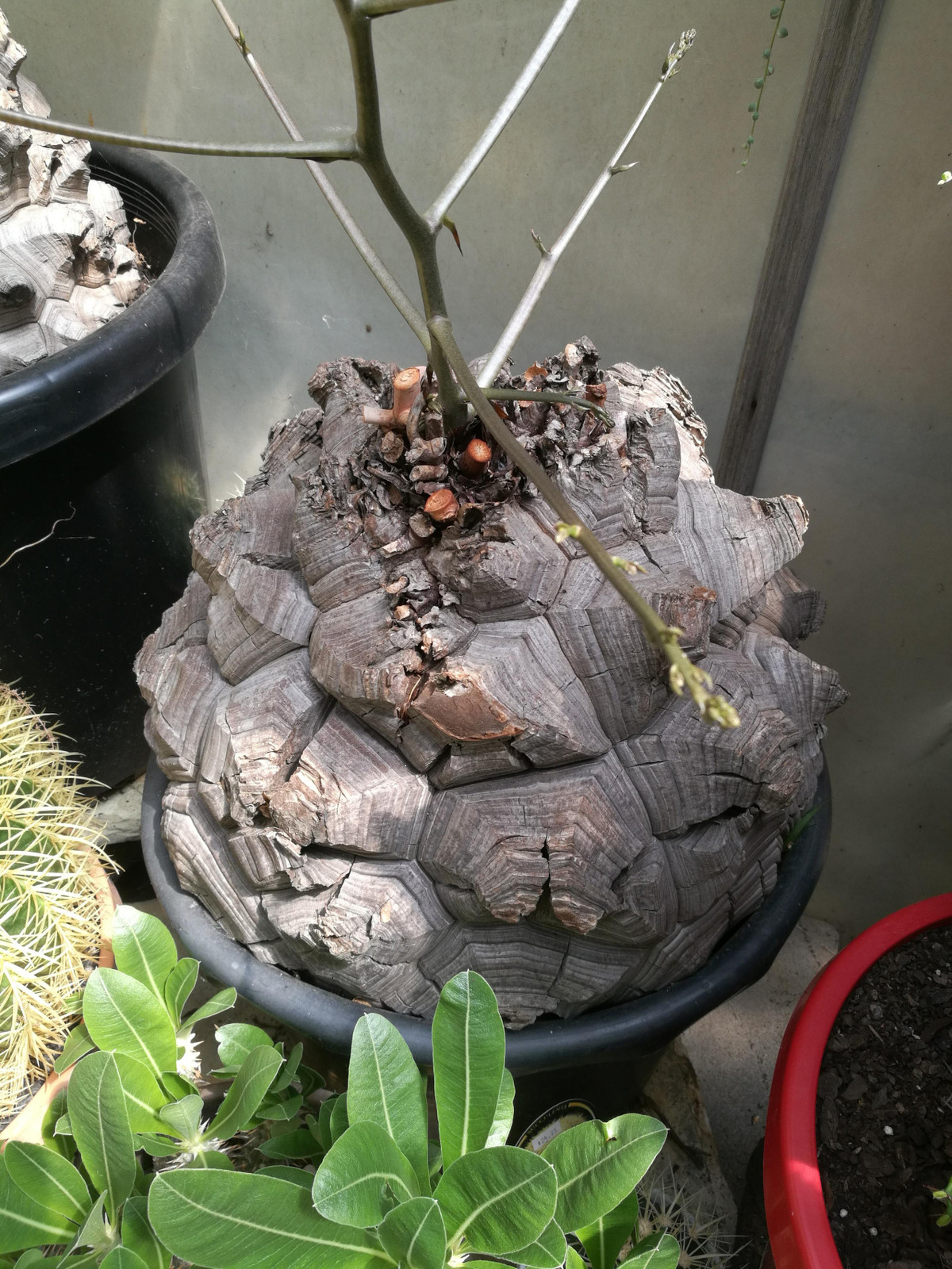 br/> Điều độc đáo ở loài cây này, ngoài vẻ ngoài của nó. Thực tế là nó ngủ đông vào một hoặc vài thời điểm trong năm. Chúng tự cho mình quyền được nghỉ ngơi sau 1 thời gian khoe mình bằng những chiếc lá hình trái tim tươi mới và tràn đầy sức sống. Điều kỳ lạ là cây cảnh "chân voi" này có thời gian ngủ đông dường như không phụ thuộc vào mùa, điều kiện sinh trưởng hay bất cứ điều gì khác. Ảnh minh họa reddit