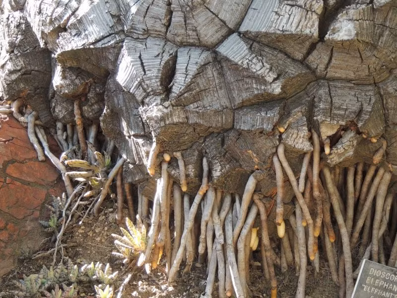 Cây mai rùa thích khí hậu và nhiệt độ ấm áp. Bạn nên giữ cây ở nhiệt độ tối thiểu khoảng 18°C để cây phát triển mạnh. Những cây này thích ánh nắng đầy đủ nhưng cũng có thể thích nghi với bóng râm một phần. Tuy nhiên, giống như hầu hết các loài xương rồng ưa nhiều ánh sáng, những cây này trông đẹp nhất khi được phơi dưới ánh nắng trực tiếp. Ảnh minh họa agaveville 