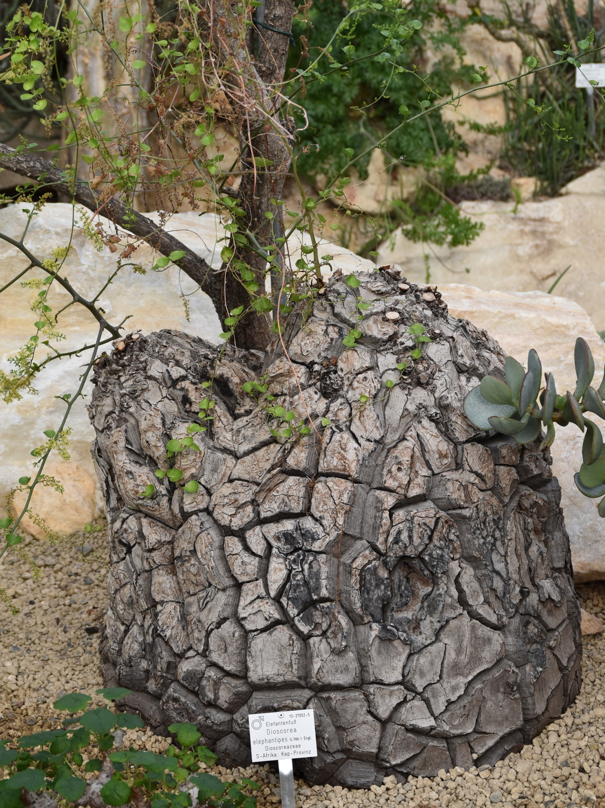  Cây cảnh này có nhu cầu nước điển hình giống như hầu hết các loài mọng nước. Chúng ghét chân ướt và dễ bị thối rễ, đó là lý do tại sao không nên giữ ẩm cho chúng như trường hợp của các loại cây nhiệt đới khác. Để tránh tưới quá nhiều nước cho cây mai rùa, bạn cần để đất gần như khô trước khi tưới lại. Ảnh minh họa wiki 