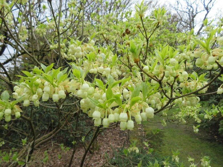 Vào cuối mùa xuân, các nụ hoa sẽ xuất hiện ở đầu cành. Hoa nhỏ nhắn, xinh xắn trông giống như chiếc chuông với màu tím, hồng hoặc trắng. Hoa tỏa hương thơm đặc trưng có thể thu hút ong, bướm và chim ruồi.