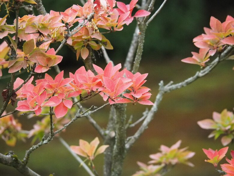 Cây cảnh thạch nam có nhiều nhánh, lá xanh quanh năm và mọc thành từng chùm. Mỗi chùm có khoảng 5-6 lá nhỏ chụm lại với nhau tạo thành hình tròn. Tuy nhiên, có một số loại, lá sẽ chuyển sang màu đỏ và vàng vào mùa thu.
