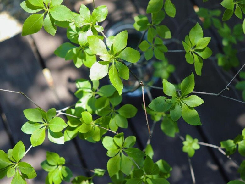 Không chỉ mang vẻ đẹp sang trọng, quý phái, cây cảnh thạch nam còn tượng trưng cho sự giàu có và thịnh vượng. Ngoài ra, nhiều người còn tin rằng trồng hoặc cắm cành thạch nam trong nhà có thể trừ tà, hóa giải năng lượng tiêu cực, từ đó tạo ra không gian sống và làm việc tích cực, sảng khoái.