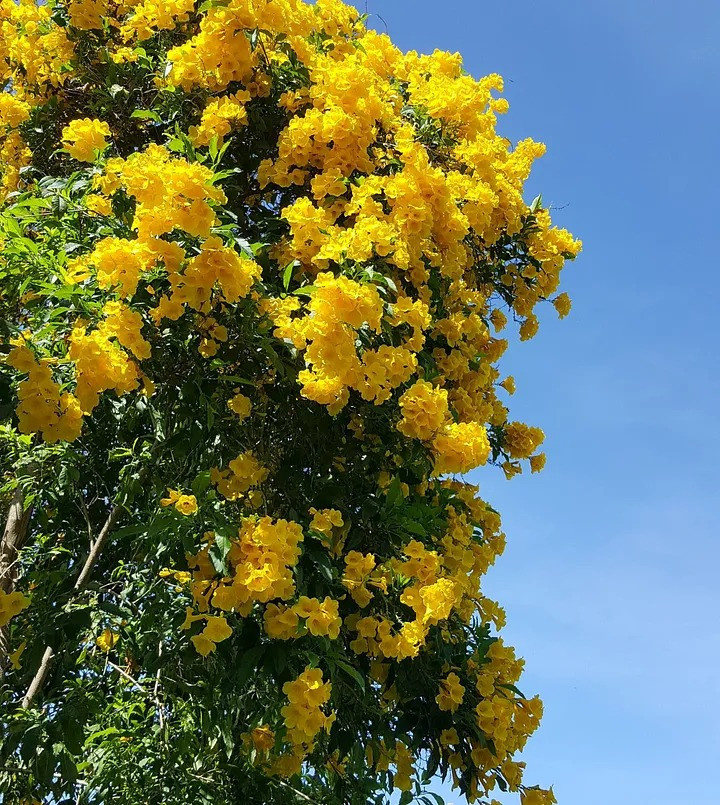 Ý nghĩa phong thủy: Trong phong thủy thì màu vàng chính là đại diện cho danh vọng tài lộc và cả địa vị. Do đó mà loại cây này cũng mang đến quyền lực may mắn và cả tài lộc cho gia chủ. Ảnh minh họa medium