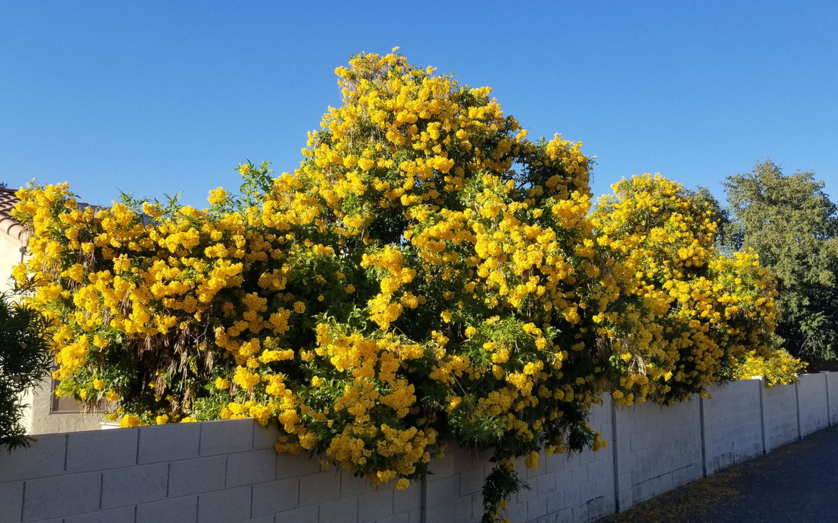  Cây cảnh huỳnh liên còn có tên gọi là chuông vàng, so đo bông vàng, hoàng yến. Tuy nhiên, tên chuông và và hoàng yến có thể gây nhầm lẫn với cây muồng hoàng yến hay phong linh.