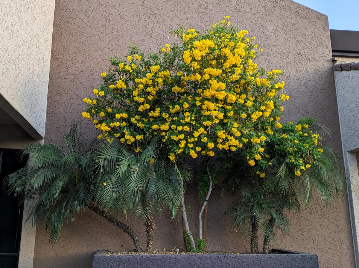 Đồng thời thì hoa huỳnh liên vàng hay màu cam còn mang một màu sắc vui vẻ, tươi tắn và cực kỳ tốt đẹp. Do đó mà nó còn được gắn liền với sự tươi mới và thịnh vượng trong phong thủy. 