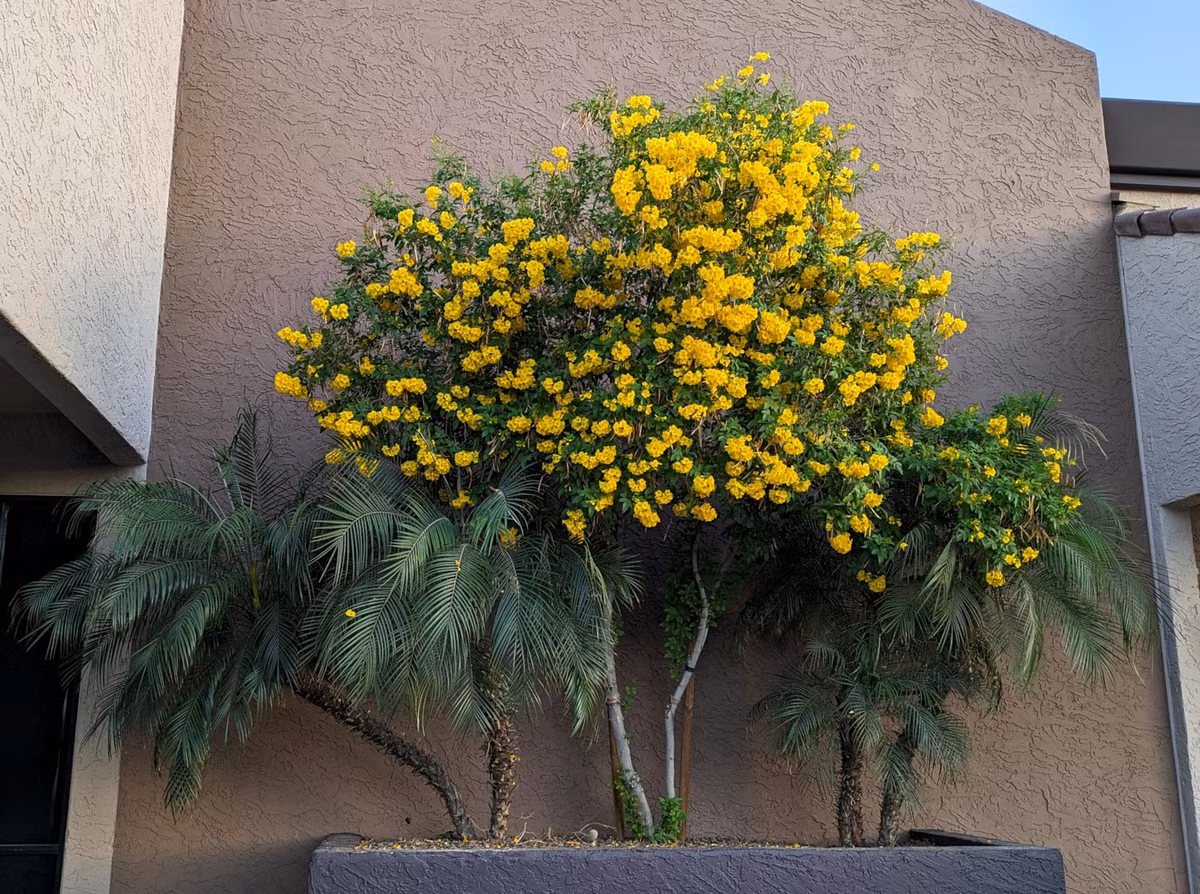 Đồng thời thì hoa huỳnh liên vàng hay màu cam còn mang một màu sắc vui vẻ, tươi tắn và cực kỳ tốt đẹp. Do đó mà nó còn được gắn liền với sự tươi mới và thịnh vượng trong phong thủy. 