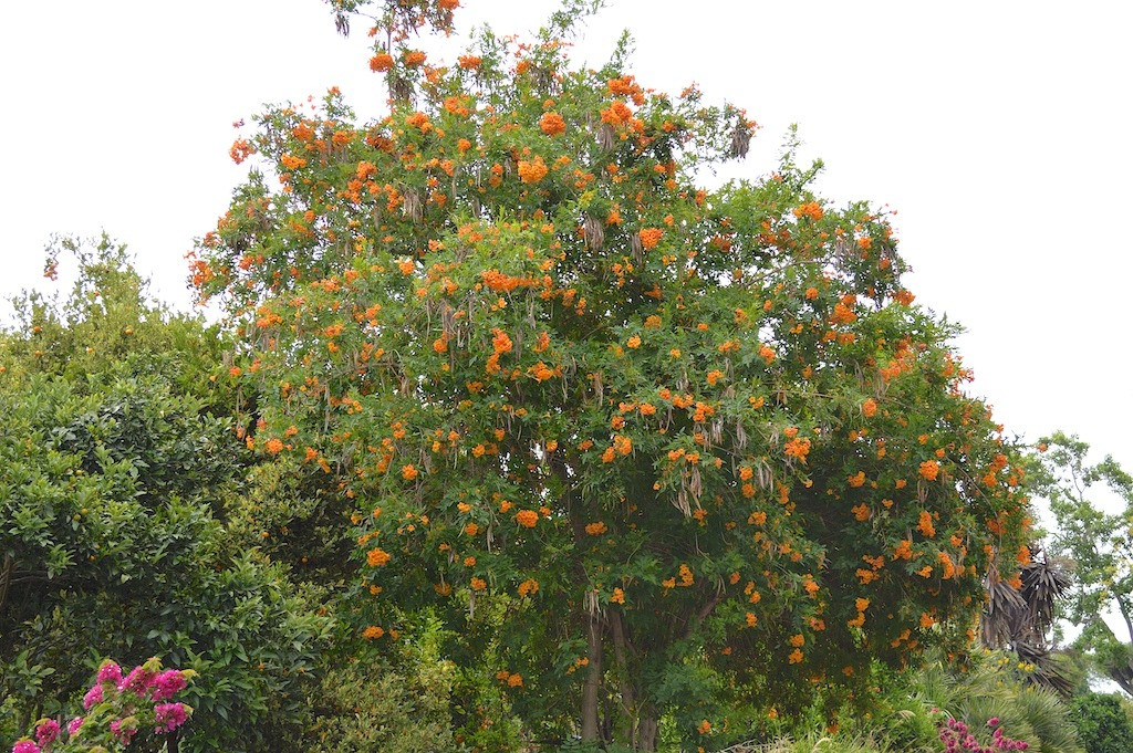 Không chỉ vậy, cây cảnh này còn ra hoa với số lượng khổng lồ. Những bông hoa của loại hoa này cũng rất lớn. Có một chùm hoa ở cuối một nhánh hoa duy nhất. Ảnh minh họa marriedtoplants