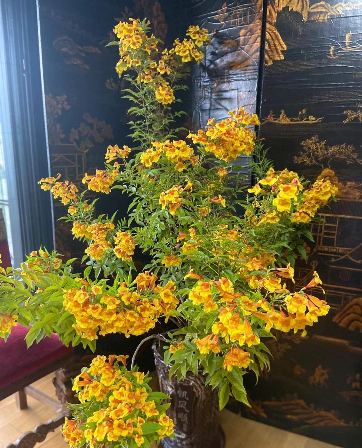 Hoa huỳnh liên có màu rực rỡ, nở thành cụm, mỗi cụm có dạng hình chuông. Khi hoa nở rủ xuống rất đẹp, thu hút được mọi ánh nhìn nhờ sắc vàng nổi bật. Quả cây hình liên có dạng hình nang dẹp, có kích thước từ 5-7cm. Khi non quả có màu xanh, dần chuyển sang màu nâu khi quả bắt đầu chín. Ảnh minh họa Toutiao 