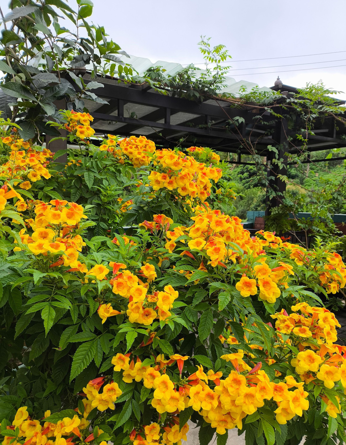 Các đặc tính của loài hoa này giống như hoa giấy, khỏe mạnh và ra hoa rực rỡ nên có thể làm cây phủ xanh ở các nơi công cộng, đồng thời cũng rất đẹp, thích hợp trồng làm hàng rào, bụi cây trong sân vườn và làm chậu cây trồng ở ban công, hiên nhà đều rất rực rỡ. Ảnh minh họa Toutiao