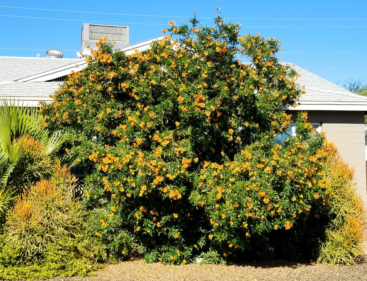 Thời gian ngắm hoa rất dài, sau khi nở sẽ lần lượt thu hút bướm và ong đến thăm, khiến toàn bộ cảnh quan tràn đầy sức sống, người trồng hoa cũng sẽ có được cảm giác thỏa mãn từ đó.
