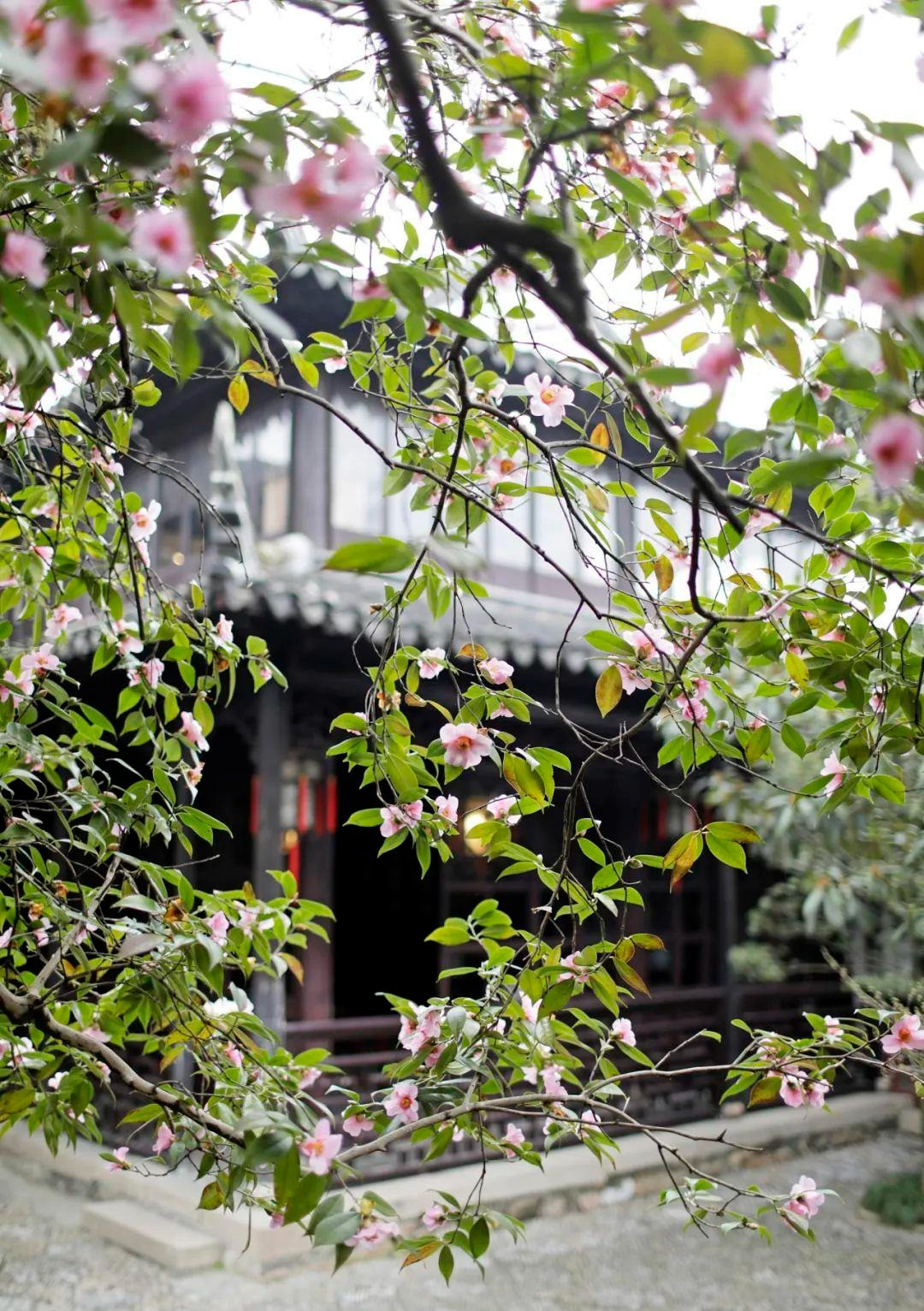  2. Người già dặn: Không nên trồng hoa trà trong phòng khách vì ưa ẩm, dễ sinh ẩm mốc, hư hại đồ vật. Hoa trà còn được mệnh danh là “vị khách tinh tế giữa các loài hoa”, xinh đẹp và quyến rũ bởi nó mang nét duyên dáng, lộng lẫy của hoa mẫu đơn và sự mềm mại, sang trọng của hoa hồng. Ảnh minh họa Toutiao 