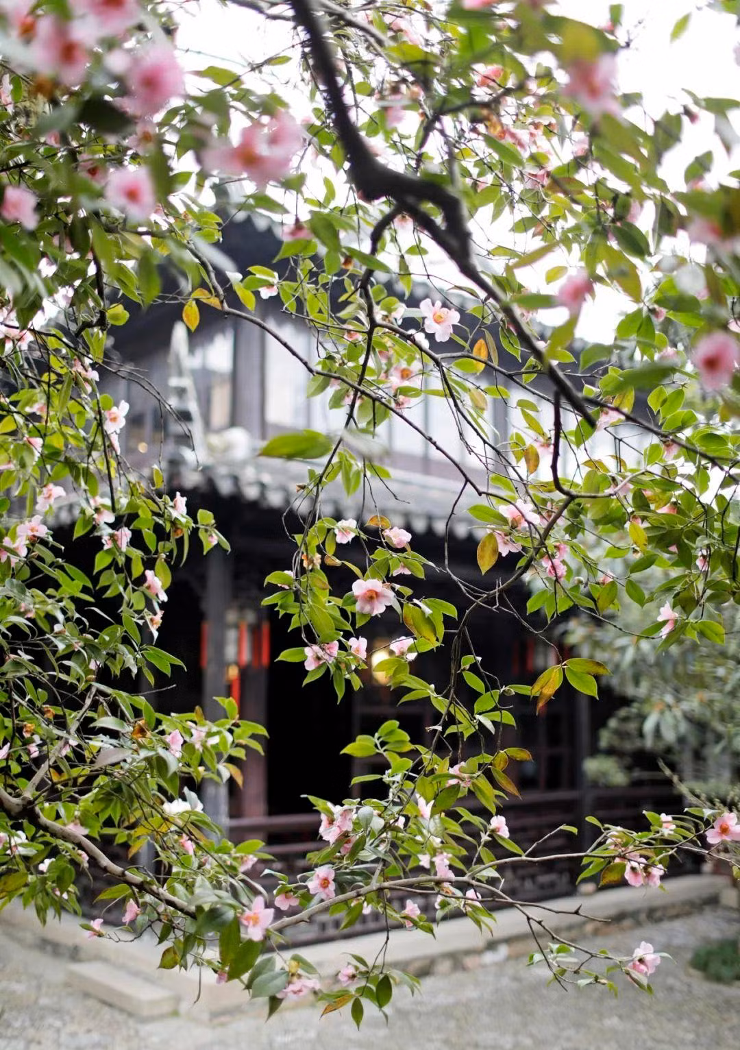  2. Người già dặn: Không nên trồng hoa trà trong phòng khách vì ưa ẩm, dễ sinh ẩm mốc, hư hại đồ vật. Hoa trà còn được mệnh danh là “vị khách tinh tế giữa các loài hoa”, xinh đẹp và quyến rũ bởi nó mang nét duyên dáng, lộng lẫy của hoa mẫu đơn và sự mềm mại, sang trọng của hoa hồng. Ảnh minh họa Toutiao 