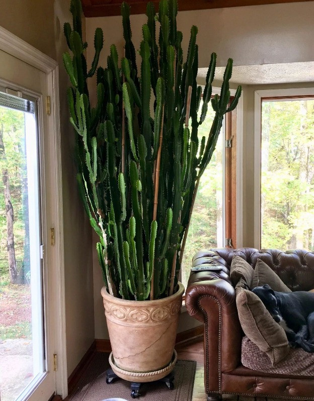 Nếu đặt chúng ở một góc, sẽ có quá ít ánh sáng và sự phát triển sẽ không tốt. Nếu đặt ở nơi rộng rãi, sáng sủa sẽ dễ đâm vào người qua lại. Do đó, người già khuyên không nên đặt xương rồng ba cạnh trong phòng khách, may mắn đâu chưa thấy lại đâm trúng người, mang lại xui xẻo. Ảnh minh họa Toutiao