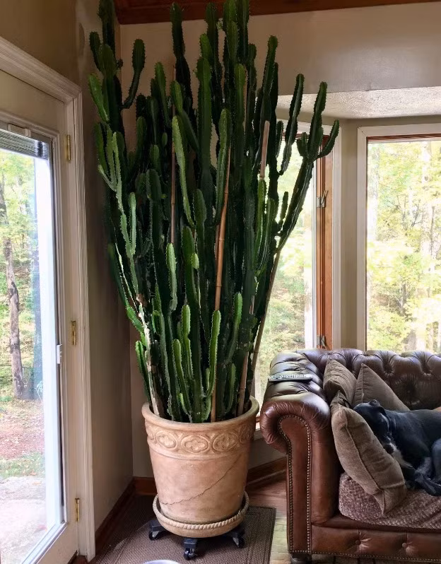 Nếu đặt chúng ở một góc, sẽ có quá ít ánh sáng và sự phát triển sẽ không tốt. Nếu đặt ở nơi rộng rãi, sáng sủa sẽ dễ đâm vào người qua lại. Do đó, người già khuyên không nên đặt xương rồng ba cạnh trong phòng khách, may mắn đâu chưa thấy lại đâm trúng người, mang lại xui xẻo. Ảnh minh họa Toutiao