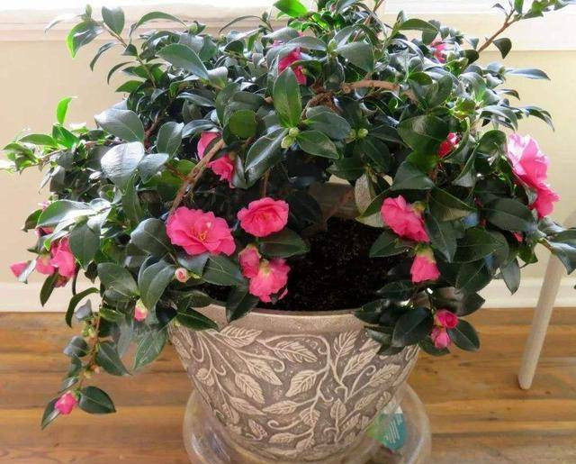 Vì vậy, dù hoa trà không thích môi trường nhiều nắng cũng không thích hợp để trồng trong phòng khách. Bởi vì đất không chỉ cần khô và tưới nước một lần mà còn cần được phun nước thường xuyên để duy trì môi trường ẩm ướt. Ảnh minh họa Toutiao