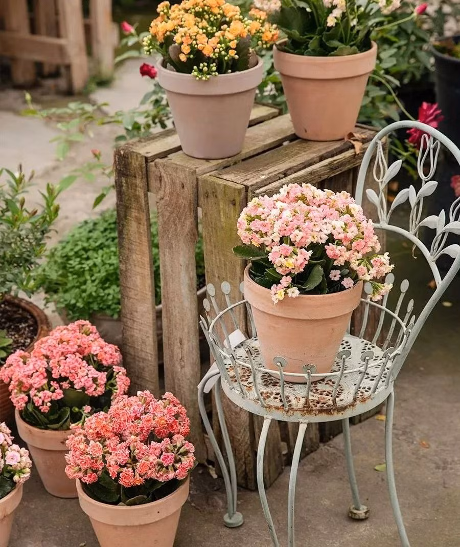 Một khi trong phòng khách có quá ít ánh nắng sẽ không thích hợp để phát triển. Cây cảnh sẽ không nở hoa hoặc mọc dài ra, lá không bóng mượt, tươi tốt, màu sắc hoa kém tươi. Điều này mang lại sự ủ dột, thiếu sức sống, khó thu hút tài lộc cho gia đình. 