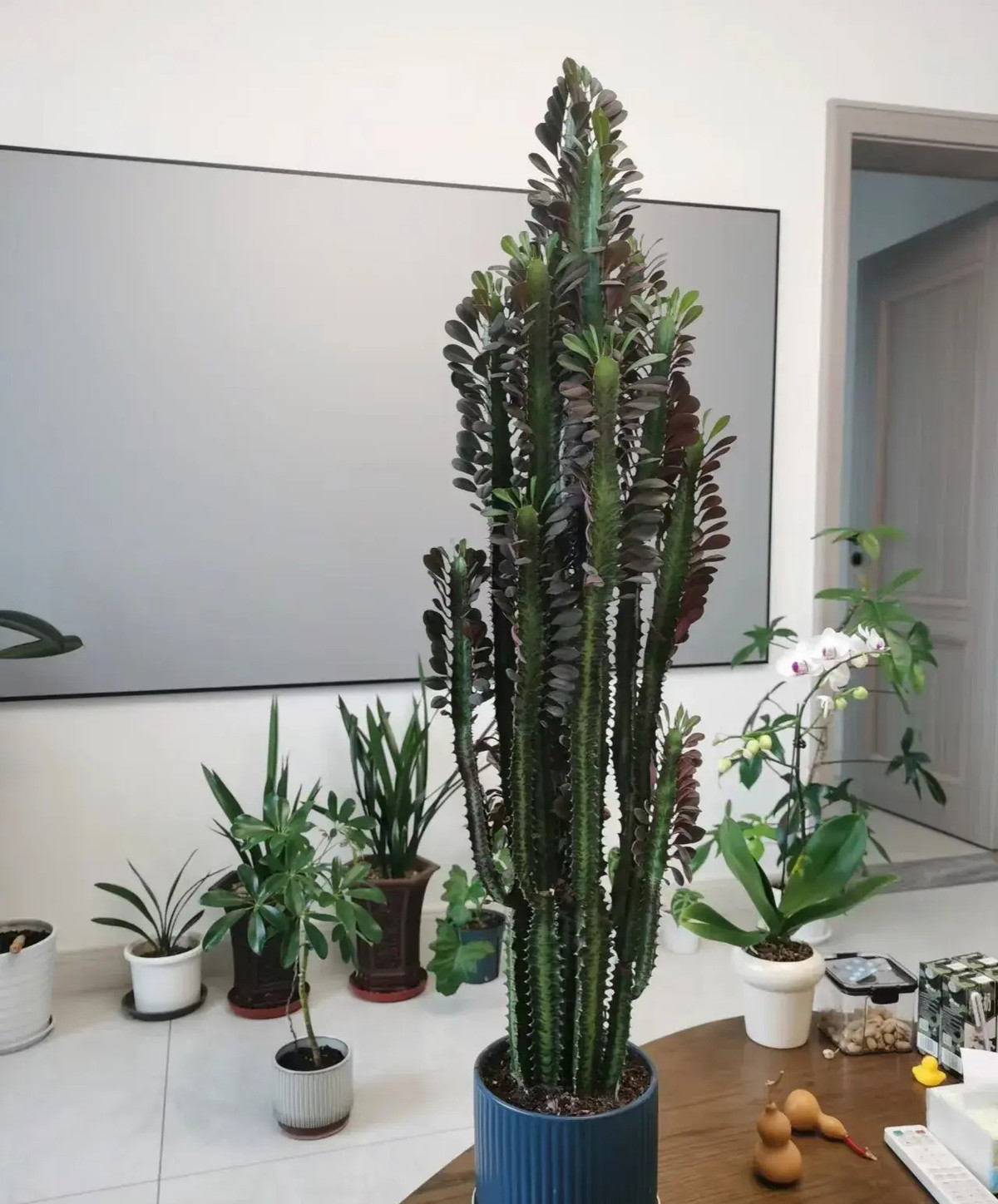 Ngoài ra, xương rồng 3 cạnh còn có tác dụng thanh lọc không khí rất tốt, mang lại cho người ta cảm giác uy nghiêm, phong cách nên được nhiều già thích trồng trong nhà. Ảnh minh họa Toutiao