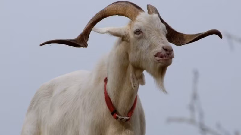  Tuổi Mùi tượng trưng cho sự hiền lành và tốt bụng trong văn hóa truyền thống. Con giáp này có năng khiếu nghệ thuật cao, có tình cảm nhân văn và có những hiểu biết riêng về cuộc sống.