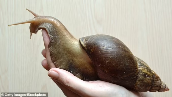 Răng của ốc sên không thực sự là "răng", theo nghĩa đen là cứng, có cấu tạo giống răng người và nhiều loài động vật khác mà đó là những chiếc gai mềm. Những chiếc gai này xếp thành dải dài bên trong một khoang gọi là radula và hoạt động như một chiếc cưa tròn. Ảnh minh họa: Getty