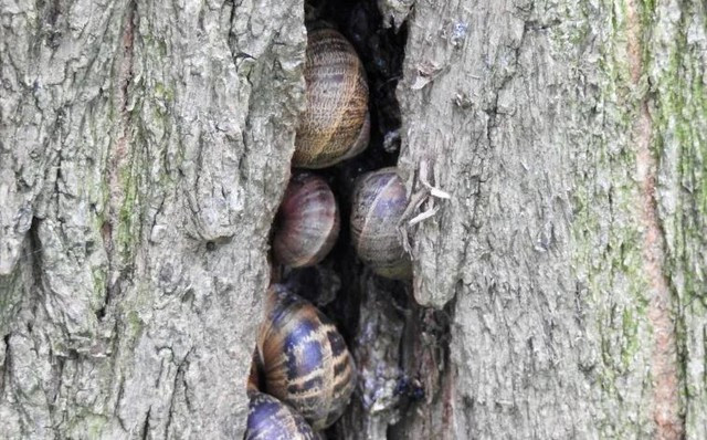 Bên cạnh đó, ốc sên có mắt nhưng không thực sự có thị giác. Chúng không quan sát và định hướng môi trường bằng cách nhìn mà theo xúc giác. Ốc sên có thể cảm nhận được mùi của thức ăn ở khoảng cách vài mét và điều hướng một cách chính xác vào ban đêm và trở về nơi trú ẩn khi mặt trời sắp mọc. 