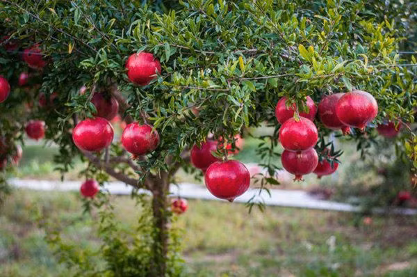 Đồng thời, sau khi năng lượng âm trong nhà không còn thì tài lộc, phúc lộc sẽ đến, vận khí trong nhà đương nhiên sẽ được cải thiện. Vận mệnh gia đình có quan hệ mật thiết với chất lượng các mối quan hệ trong gia đình, chỉ có hòa thuận mới có thể kiếm tiền. 