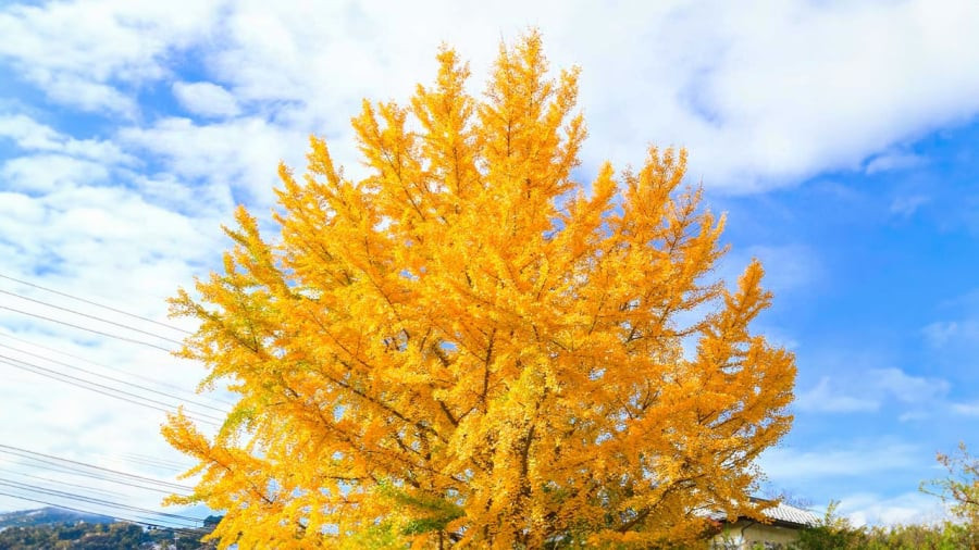 Cây cảnh này có thể được tặng cho những người lớn tuổi trong gia đình để cầu mong sự trường thọ, hạnh phúc và sức khỏe. Nó cũng có thể được tặng cho người bạn đời của bạn để bày tỏ tình yêu và rằng bạn sẽ yêu cô ấy mãi mãi, sẽ bên cô ấy cho đến khi cô ấy già đi. 