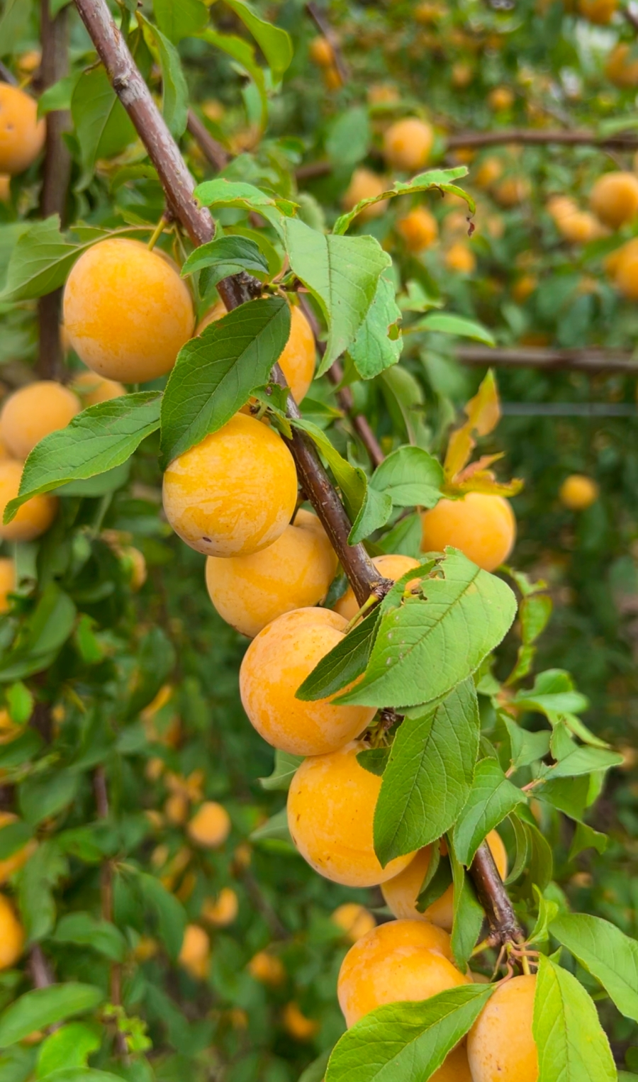 Với màu sắc rực rỡ và hương thơm dịu nhẹ, mùa đông ngọt ngào cũng là loài hoa may mắn, đại diện cho nguồn năng lượng tích cực, có khả năng thu hút sự may mắn và xua đuổi năng lượng tiêu cực cho gia đình. 