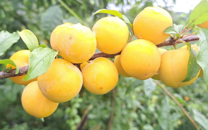 Người xưa cho rằng, hoa mận được trưng bày với năm cánh hoa, mang ý nghĩa “ngũ phúc", bao gồm: trường thọ, phú quý, sức khỏe, đức hạnh và cái chết tốt lành. Năm phước lành này kết hợp với nhau để tạo thêm bầu không khí phúc lành mạnh mẽ cho môi trường gia đình. 