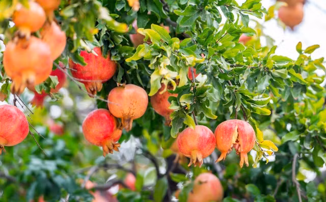  Theo người xưa, cây lựu có thể mang lại điềm lành cho ngôi nhà, thúc đẩy sự hòa thuận trong gia đình, tránh xung đột, cãi vã giữa các thành viên trong gia đình. Mối quan hệ gia đình hòa thuận chắc chắn sẽ dẫn đến vận may ngày càng tốt đẹp hơn trong gia đình. 