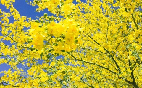 Quá trình trưởng thành của nó còn lâu dài và gian khổ, đòi hỏi sự kiên trì và quyết tâm cao độ. Sự kiên trì của loài hoa này đã mang lại thành quả "ngọt ngào", sự kiên trì và nỗ lực đã được hái trái ngọt.