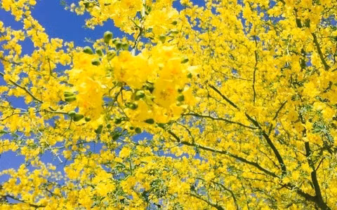 Quá trình trưởng thành của nó còn lâu dài và gian khổ, đòi hỏi sự kiên trì và quyết tâm cao độ. Sự kiên trì của loài hoa này đã mang lại thành quả "ngọt ngào", sự kiên trì và nỗ lực đã được hái trái ngọt.