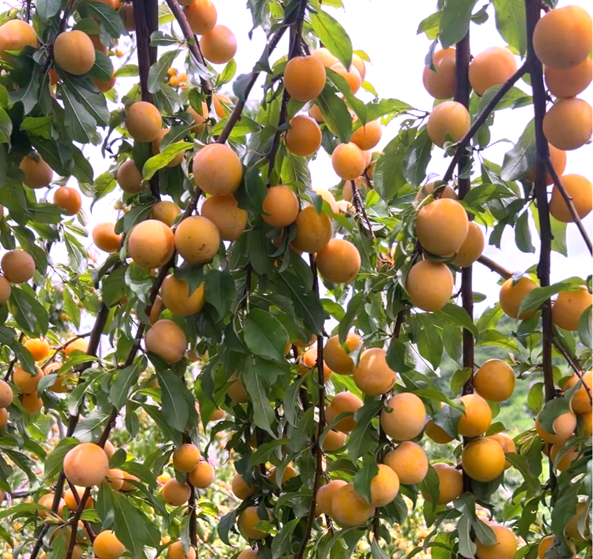  Theo người xưa, cây cảnh này có ý nghĩa thu hút tài lộc, giữ gìn sự phát triển ổn định, thịnh vượng cho gia đình. Cây cảnh này cũng thu hút ánh sáng mặt trời, là yếu tố dương tích cực trong phong thủy.