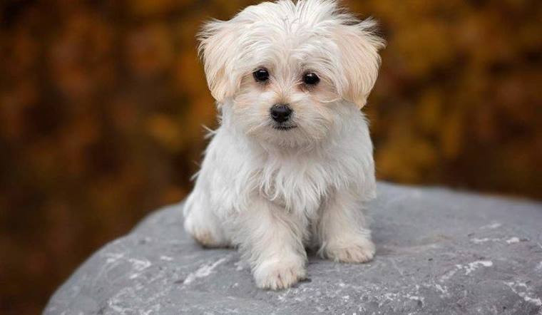  Dù con giáp tuổi Tuất gặp khó khăn trong công việc hay gặp thử thách trong cuộc sống thì luôn có những quý nhân ra tay giúp đỡ kịp thời để giúp h vượt qua khó khăn. 