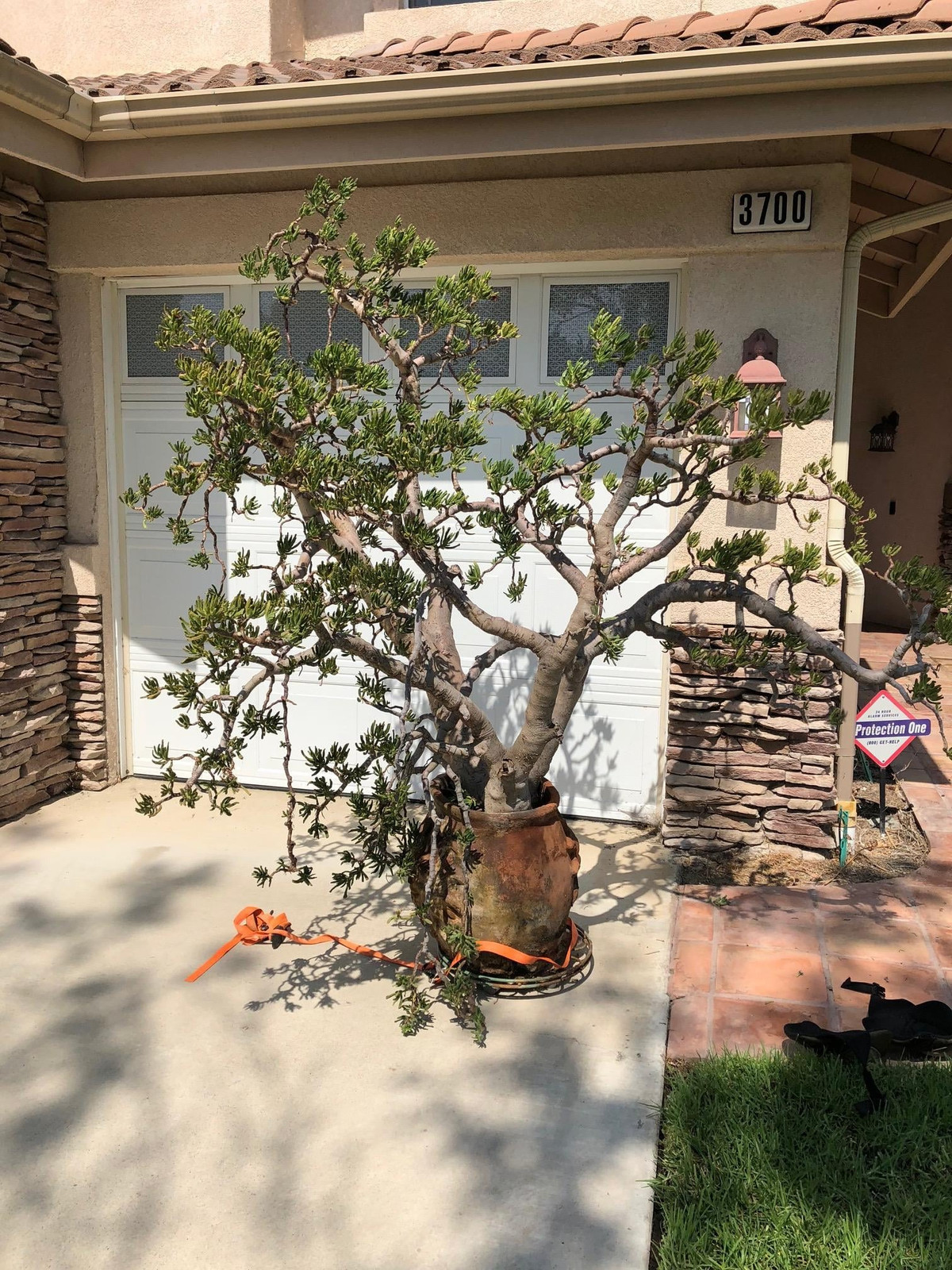  Chính vì ưu điểm trên mà nhiều người thích trồng cây cảnh hút tiền trong nhà. Nó cón đặc biệt dễ chăm sóc, có tuổi thọ hàng trăm năm, có thể làm bạn cả đời, càng sống càng cao cấp và đẹp đẽ. Ảnh minh hoạ reddit.