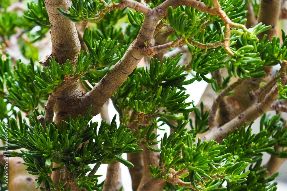 Cây hút tiền nên đặt trong phòng khách ở khu vực có nhiều ánh nắng, vì cây cảnh này đặc biệt thích ánh sáng mặt trời nếu có ít ánh sáng mặt trời, nó sẽ chuyển sang màu xanh và có xu hướng dài mảnh khảnh, mất thẩm mỹ. Ảnh minh hoạ Adobe Stock