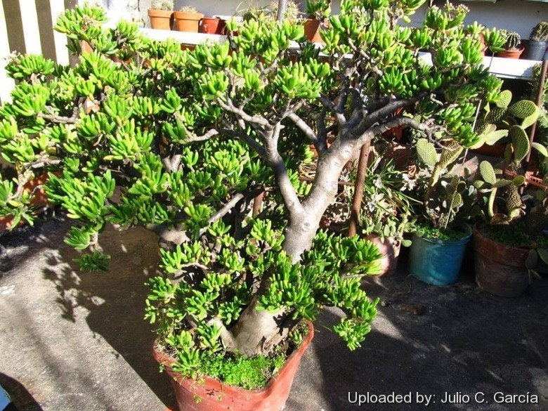  Trong ba mùa xuân, thu, đông, do nắng ấm và nhiệt độ chênh lệch tăng cao nên lá cây hút tiền chuyển sang màu đỏ trông đặc biệt may mắn và tài lộc. Ảnh minh hoạ llifle 