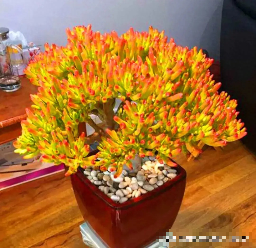  Ngoài sự khác biệt về lá, chúng có kết cấu tương tự như cây ngọc bích (Jade plant). Thân gỗ rắn chắc, có chiều cao lên tới hàng mét. Khi được trồng trong điều kiện thích hợp, chúng sẽ nở hoa màu hồng. Ảnh minh hoạ Toutiao