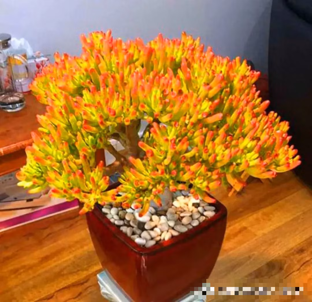  Ngoài sự khác biệt về lá, chúng có kết cấu tương tự như cây ngọc bích (Jade plant). Thân gỗ rắn chắc, có chiều cao lên tới hàng mét. Khi được trồng trong điều kiện thích hợp, chúng sẽ nở hoa màu hồng. Ảnh minh hoạ Toutiao