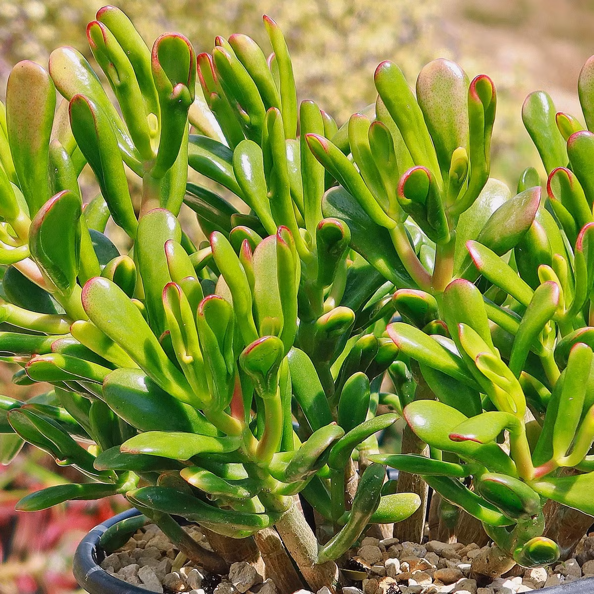  Cây mọng nước Gollum Jade là loài thực vật quý hiếm có nguồn gốc từ các vùng nhiệt đới của Nam Phi và các quốc gia ở phía Đông Nam châu Phi, như Mozambique. Ảnh minh hoạ planetdesert