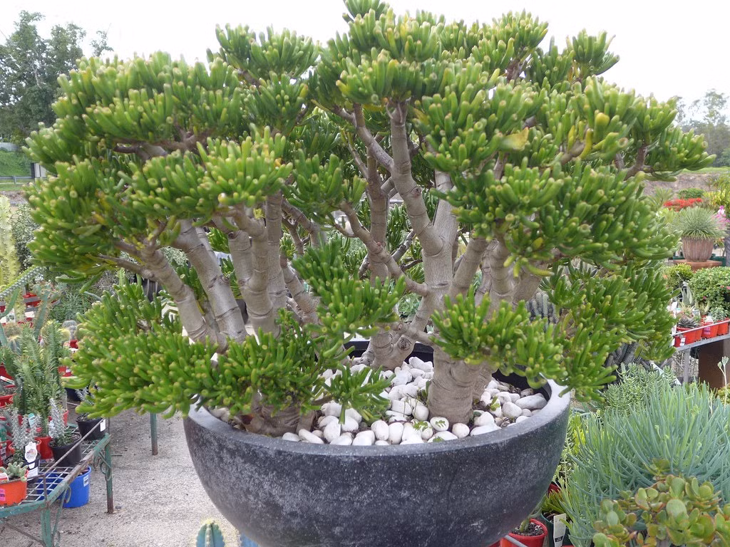  Hình dạng của những chiếc lá được xem là sẽ "hút tài lộc" về cho gia chủ. Ý nghĩa phong thủy của cây cảnh sen đá ống điếu cũng tương tự như cây ngọc bích, ngụ ý chiêu tài, hút lộc, mang lại may mắn cho gia chủ. Ảnh minh họa houseplantcentral.