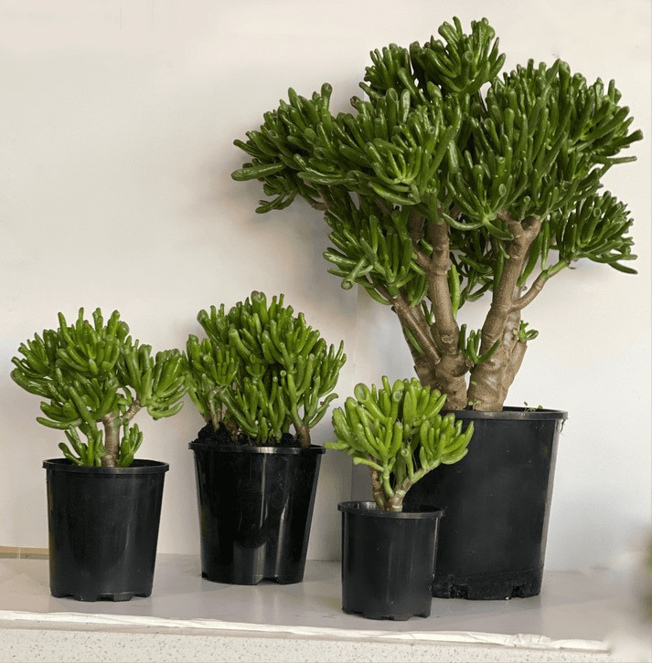 Cây cảnh này là một loại cây mọng nước lâu năm thường xanh. Nó được biết đến với những tán lá kỳ lạ, nhiều thịt hoặc mọng nước, dài và có hình ống (giống như tai yêu tinh). Ảnh minh hoạ lebotanist 