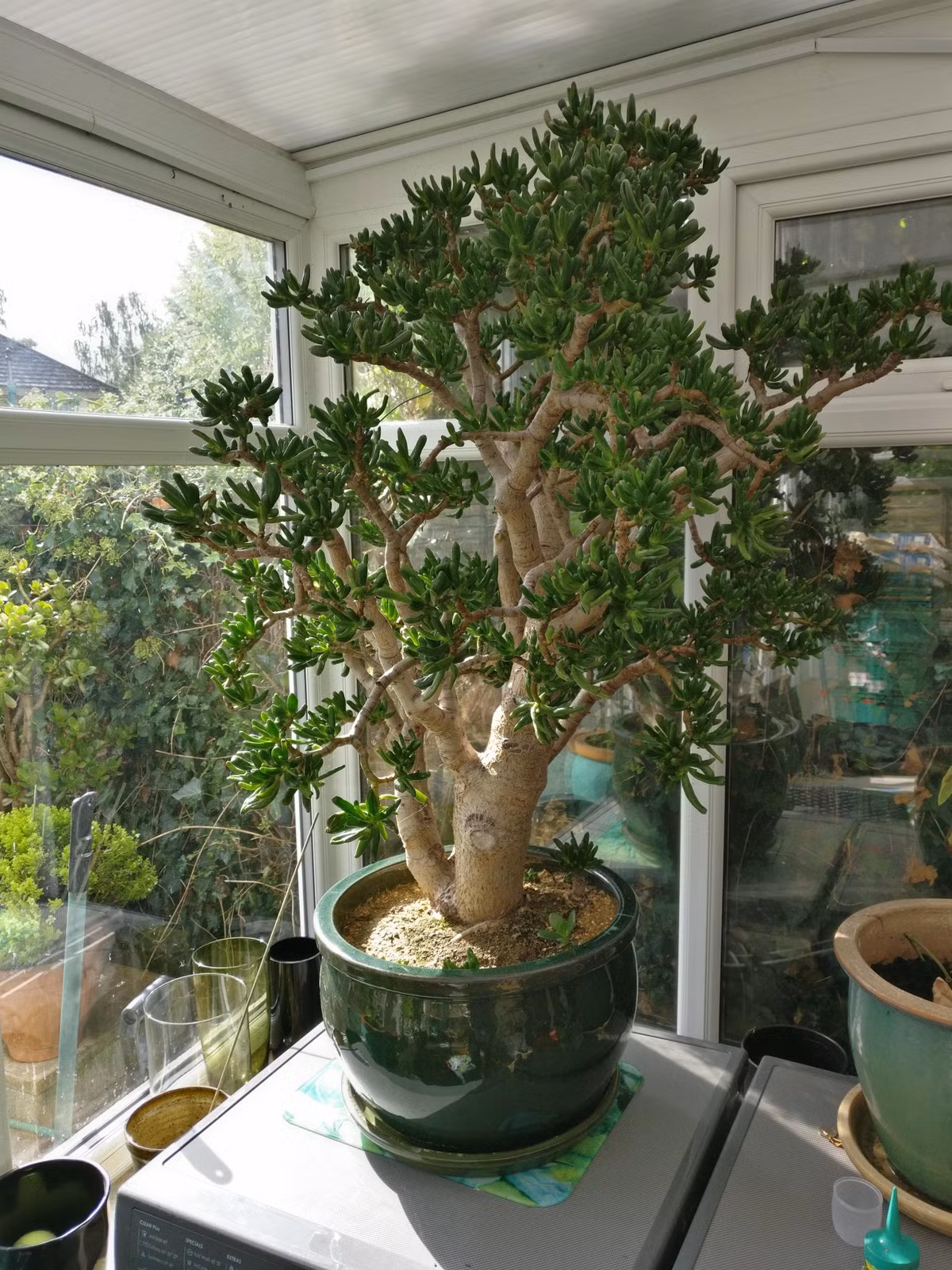  Nó giống như con Tỳ hưu trong thế giới thực vật, các ống hút loe miệng phần trên, dày và kín phần dưới có thể hút tiền vào rồi khó mà lấy ra được. Vào mùa hè, cây cảnh này có màu xanh lục. Ảnh minh hoạ reddit 