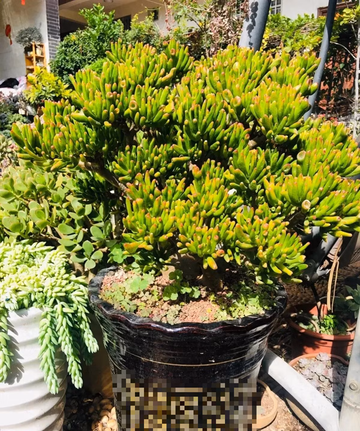 Chúng được sử dụng làm cây cảnh trong nhà nhưng hãy cẩn thận vì chúng có thể gây độc cho vật nuôi và con người khi ăn phải. Ảnh minh hoạ Toutiao