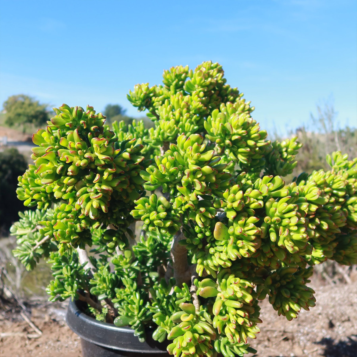 Lá thịt của nó có thể tiếp tục phát triển mạnh mẽ và có khả năng phân nhánh đặc biệt mạnh mẽ. Giống như cây ngọc bích, cây cảnh này có thể phát triển như một cây bonsai già cỗi rất đẹp. Ảnh minh hoạ Netherlands