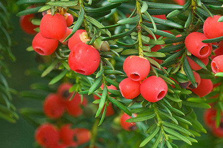 Nó có thân dày, lá xum xuê, cành xoắn và hình dáng kỳ dị. Điều tuyệt vời nhất là cây thông trường thọ sống lâu hơn những cây thông khác. Người xưa cho rằng, giữ nó ở nhà sẽ đảm bảo sự thăng tiến, giàu có và tuổi thọ của bạn. 