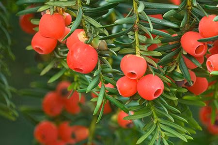 Nó có thân dày, lá xum xuê, cành xoắn và hình dáng kỳ dị. Điều tuyệt vời nhất là cây thông trường thọ sống lâu hơn những cây thông khác. Người xưa cho rằng, giữ nó ở nhà sẽ đảm bảo sự thăng tiến, giàu có và tuổi thọ của bạn. 