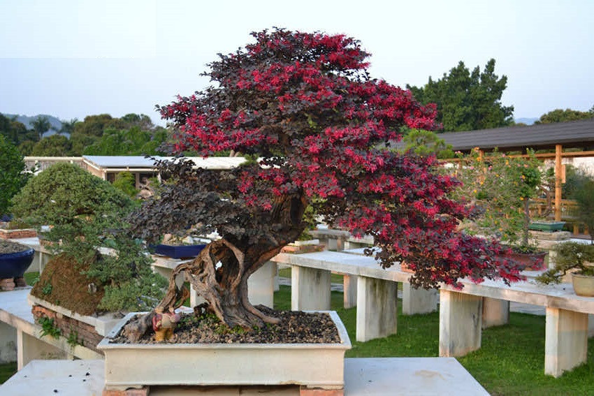 Hoa nở nhiều, thành từng chùm, cánh hoa chia thành các sợi nhỏ, dài nhìn như những chùm pháo bông rực rỡ, hoặc như những chùm tua rua xinh đẹp. Hoa nở nhiều có lúc nhìn trên cành chỉ thấy hoa không thấy lá. Hoa rất bền, có thể tồn tại vài tuần và khi rụng xuống vẫn giữ màu sắc rực rỡ.