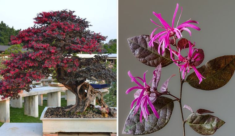  Loại cây cảnh này có nguồn gốc từ Trung Quốc, Nhật Bản, Hy Mã Lạp Sơn. Ảnh minh họa create.vista. Màu hoa có thể là trắng, đỏ, tím, hồng... Trong đó, cây hồng phụng ở Việt Nam chủ yếu là cây có hoa màu hồng. 