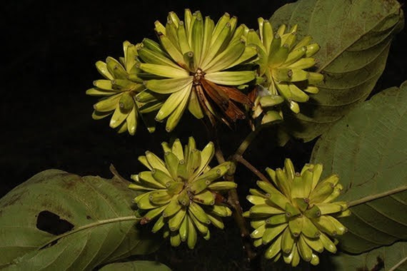 Điều quan trọng là nó có thể sống tới 180 năm, rễ sâu, lá xum xuê, càng mọc lâu thì càng sung túc. Theo người xưa, những bông hoa của nó ngụ ý về sự giàu có. Chúng cũng tượng trưng cho sự cao quý và phúc lộc, giàu sang. Do đó, người xưa khuyên bạn nên trồng 1 cây hỉ thụ để niềm vui đến mỗi ngày. 