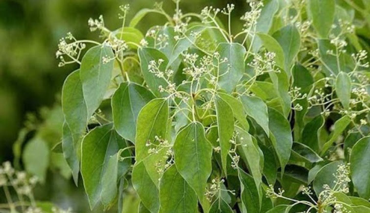  Cây có thể phát triển rất cao, thân cao, cành và lá rậm rạp, tán và bóng mát lớn, thường xanh quanh năm được mệnh danh là “cây cổ thụ cao chót vót”. Người cho rằng, cây long não có ý nghĩa xua đuổi tà ma, trường thọ và may mắn, là loại cây rất tốt lành, tuổi thọ rất cao, có thể tồn tại hàng nghìn năm. 